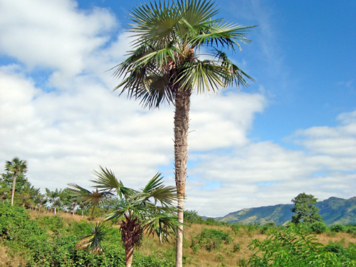 Híbrido Coccthrinax x angelae Suárez